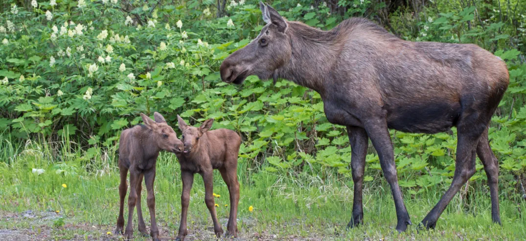 Come to Michigamme Township, Michigan, to see moose!